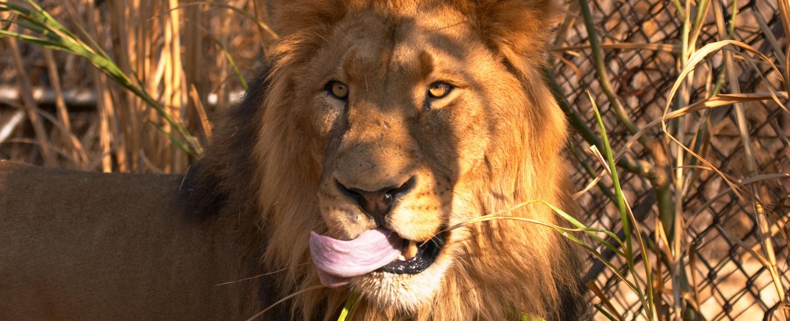 A male lion can eat up to 43 kg per day