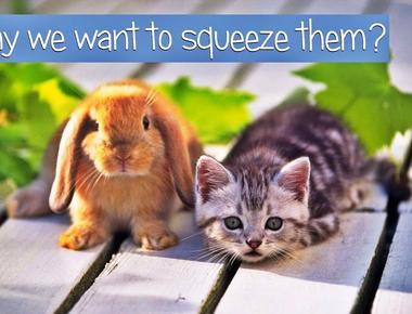 There s a reason we want to squeeze cute things