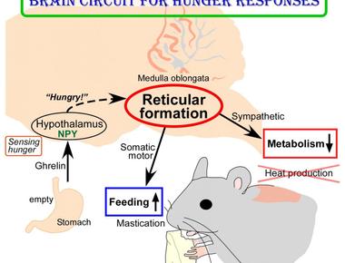 What part of the brain controls hunger the hypothalamus