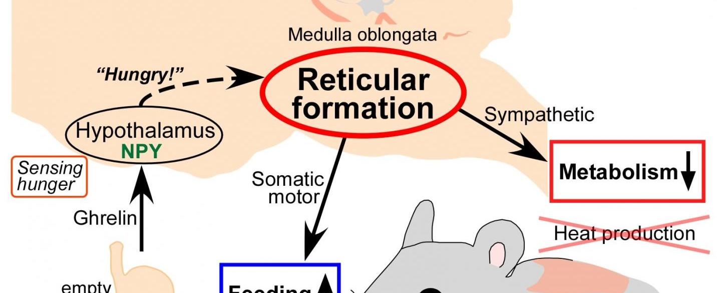 What part of the brain controls hunger the hypothalamus