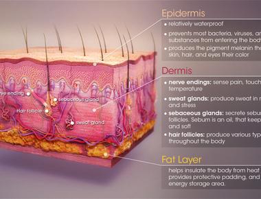 The epidermis is the outermost layer or top layer of human skin this layer prevents water from evaporating from the body and protects the other layers from additional harm