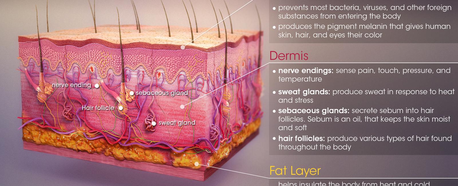 The subcutaneous tissue is the deepest and most vital layer of human skin as it is home to fats connective tissue large blood vessels and nerves