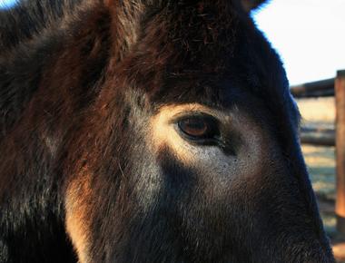 The eyes of a donkey are positioned so that it can see all four feet at all times