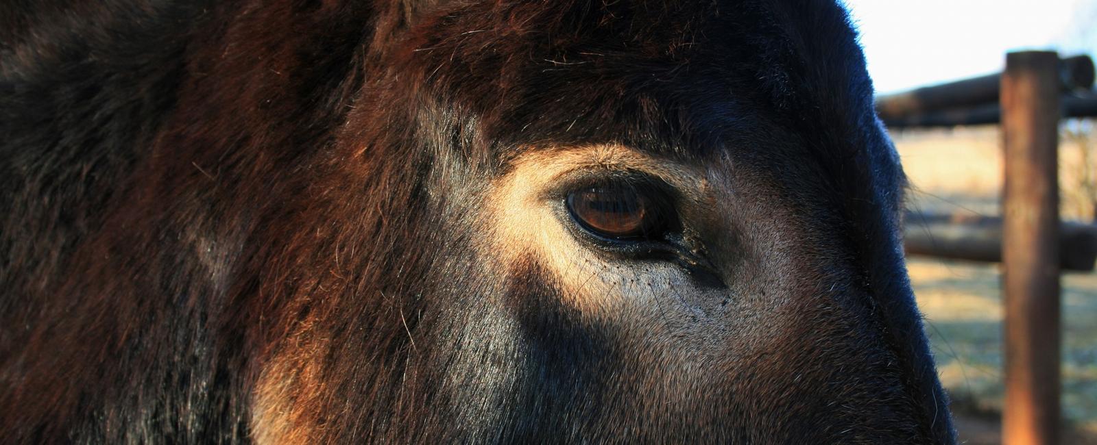 The eyes of a donkey are positioned so that it can see all four feet at all times