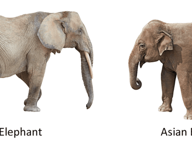 You can quickly tell between african and asian elephants apart by the size of their ears african elephants have larger ears resembling the african continent their size is to shield them from the hotter weather