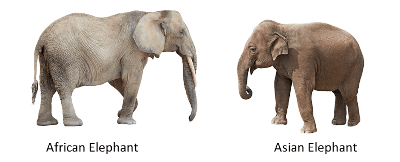 You can quickly tell between african and asian elephants apart by the size of their ears african elephants have larger ears resembling the african continent their size is to shield them from the hotter weather