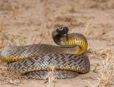 Central east australia s inland taipan could be the most venomous snake in the world when left untreated its bite can kill within only 30 minutes a single bite also has enough venom to kill up to 100 adult humans