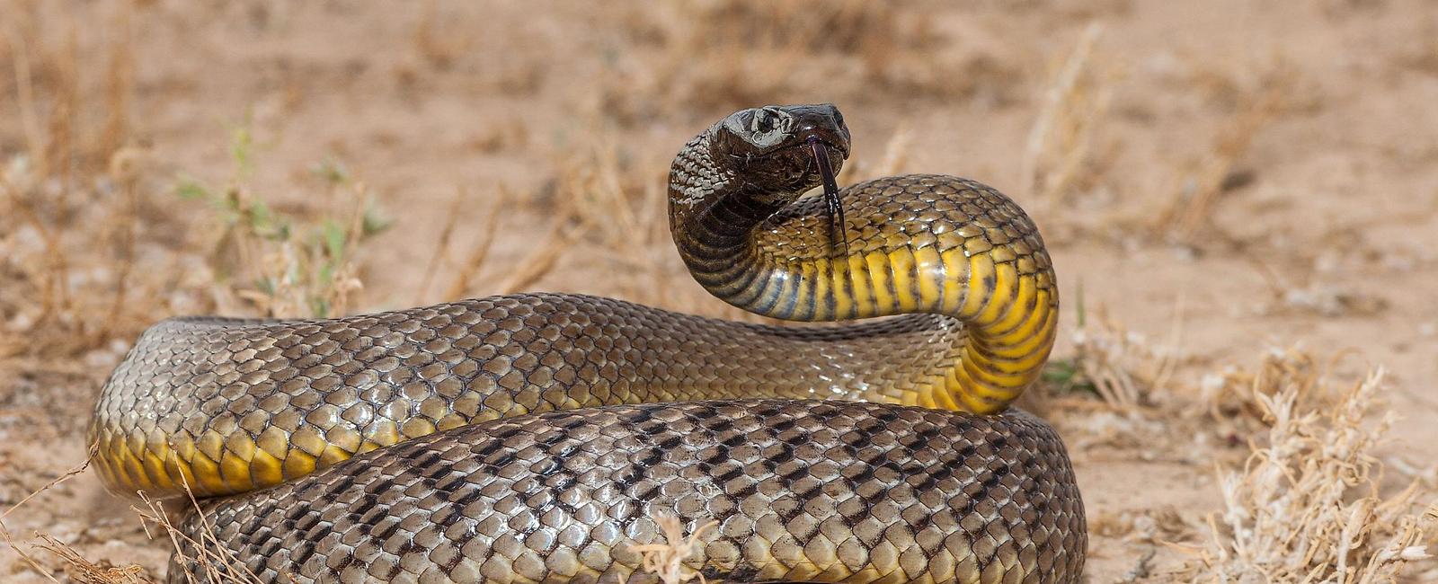 Central east australia s inland taipan could be the most venomous snake in the world when left untreated its bite can kill within only 30 minutes a single bite also has enough venom to kill up to 100 adult humans
