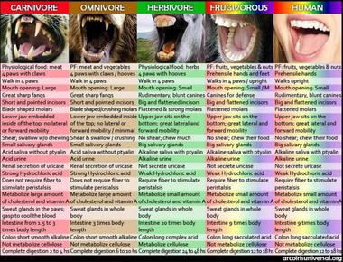 Humans eat meat from a number of different animals common examples include meat from chickens cows sheep and pigs other food products that come from animals include milk eggs and honey