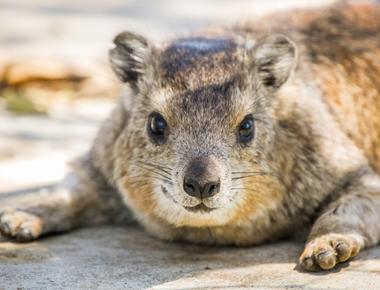 The rock hyrax is related to the elephant