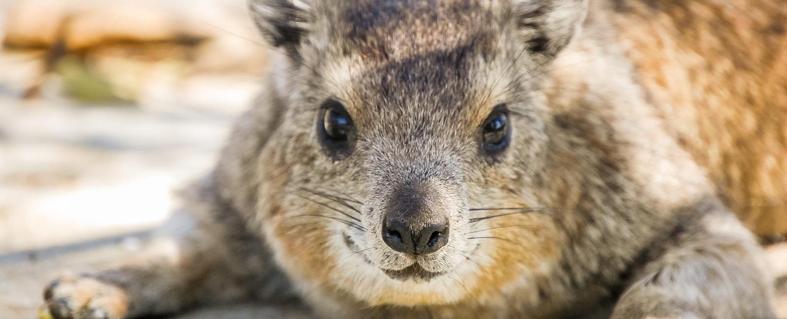 The rock hyrax is related to the elephant