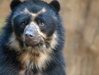 The spectacled bear or andean bear is the only bear species you ll find in the southern hemisphere in the andes mountains of south america the rest of the world s bear species live in the northern hemisphere