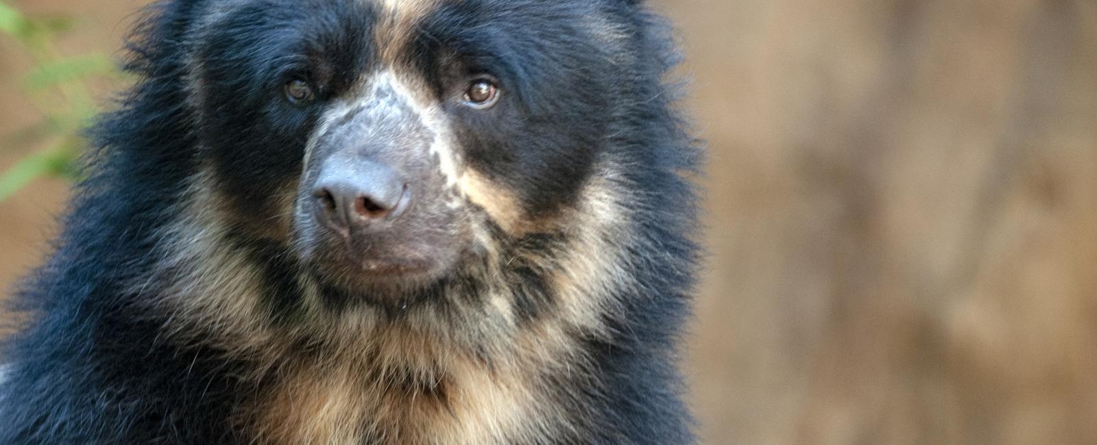 The spectacled bear or andean bear is the only bear species you ll find in the southern hemisphere in the andes mountains of south america the rest of the world s bear species live in the northern hemisphere