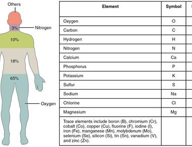 Seven per cent of a human s body weight is made up of blood