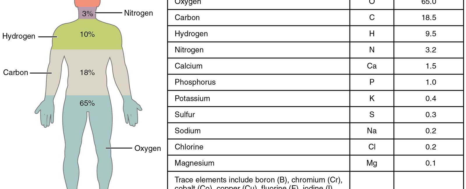 Seven per cent of a human s body weight is made up of blood