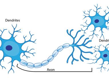 Neurons send information to your brain at more than 240kmph