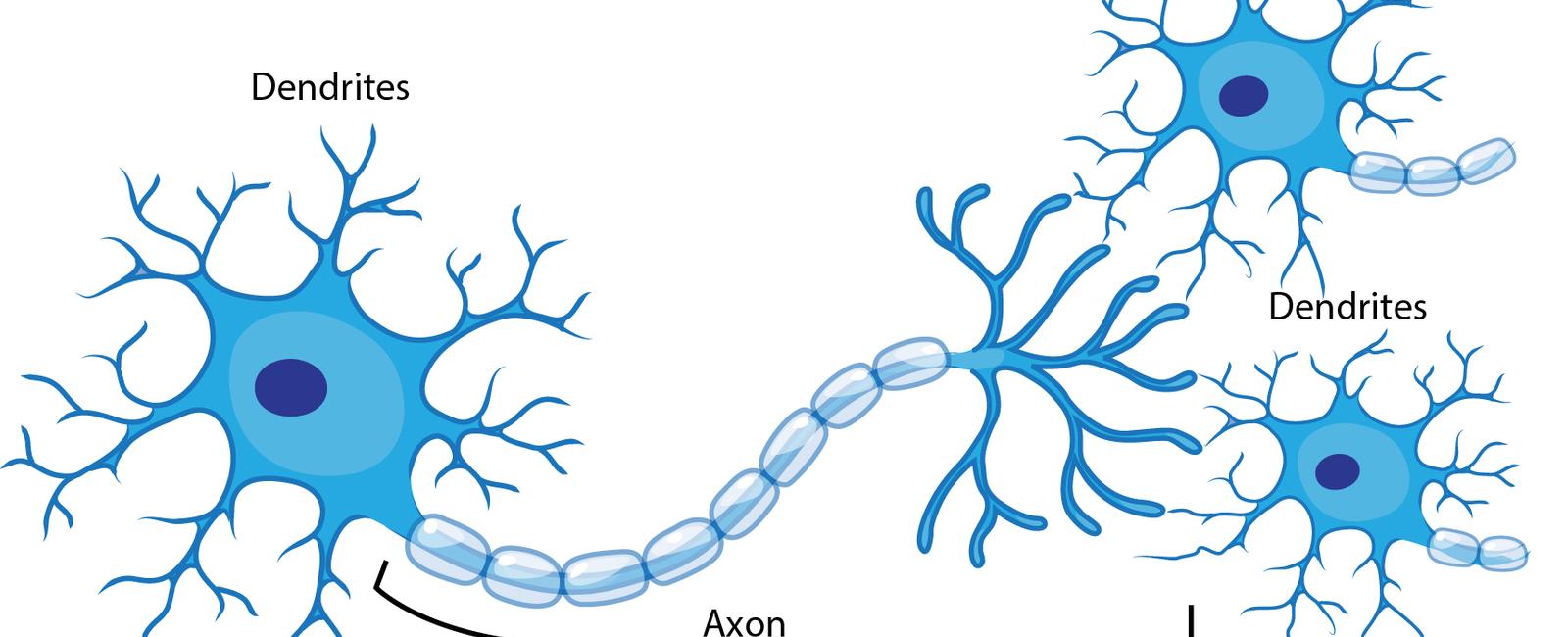 Neurons send information to your brain at more than 240kmph