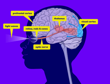 When you feel sad your brain sends signals to the endocrine system to release hormones to your ocular area it does this in the form of tears which is why we cry when we re emotionally distressed