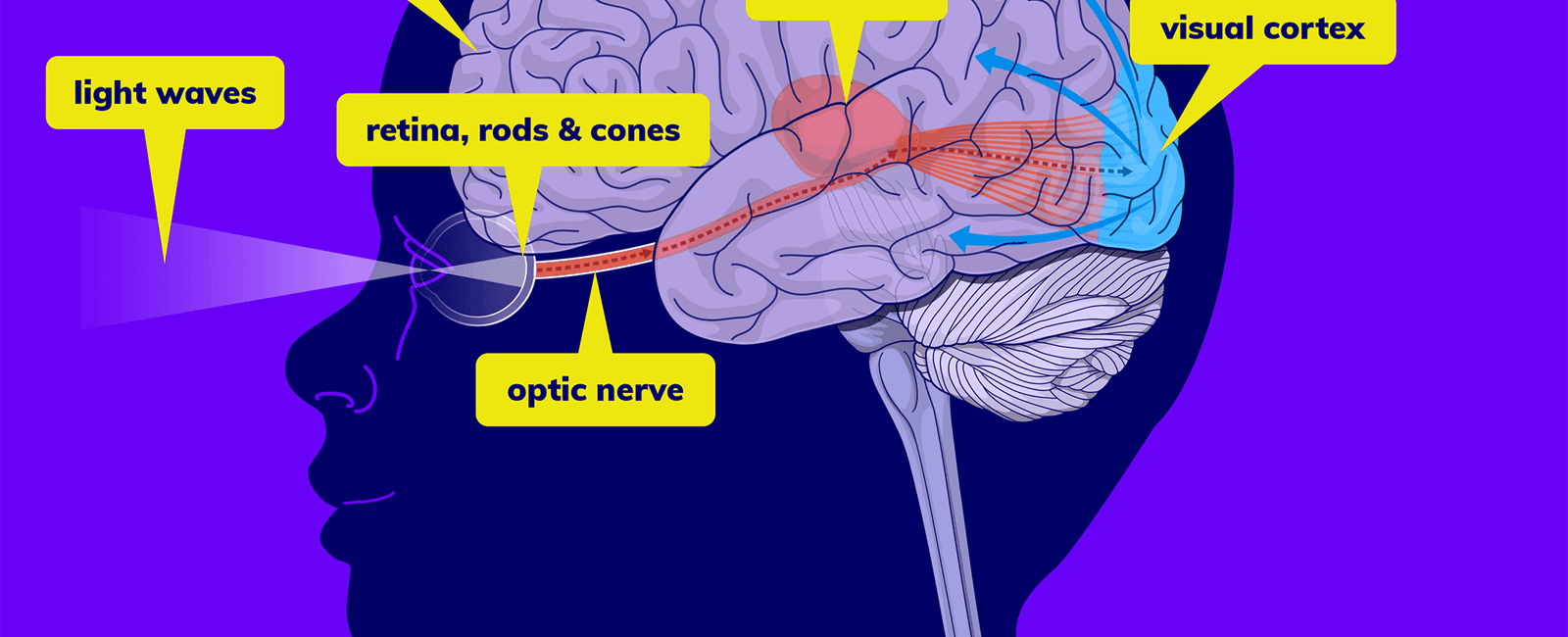 When you feel sad your brain sends signals to the endocrine system to release hormones to your ocular area it does this in the form of tears which is why we cry when we re emotionally distressed