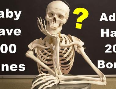 Humans are born with 300 bones but as adults they only have 206 bones this is because many smaller bones join together to make a single bone