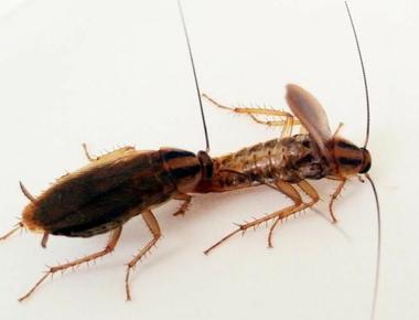 Cockroaches have been recorded eating human flesh both living and dead as well as fingernails eyelashes feet and hands