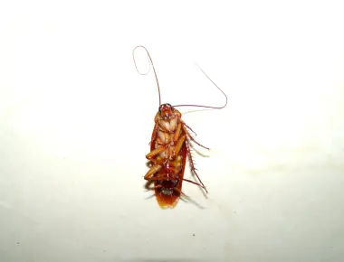 Headless cockroaches are capable of living for weeks they die from starvation