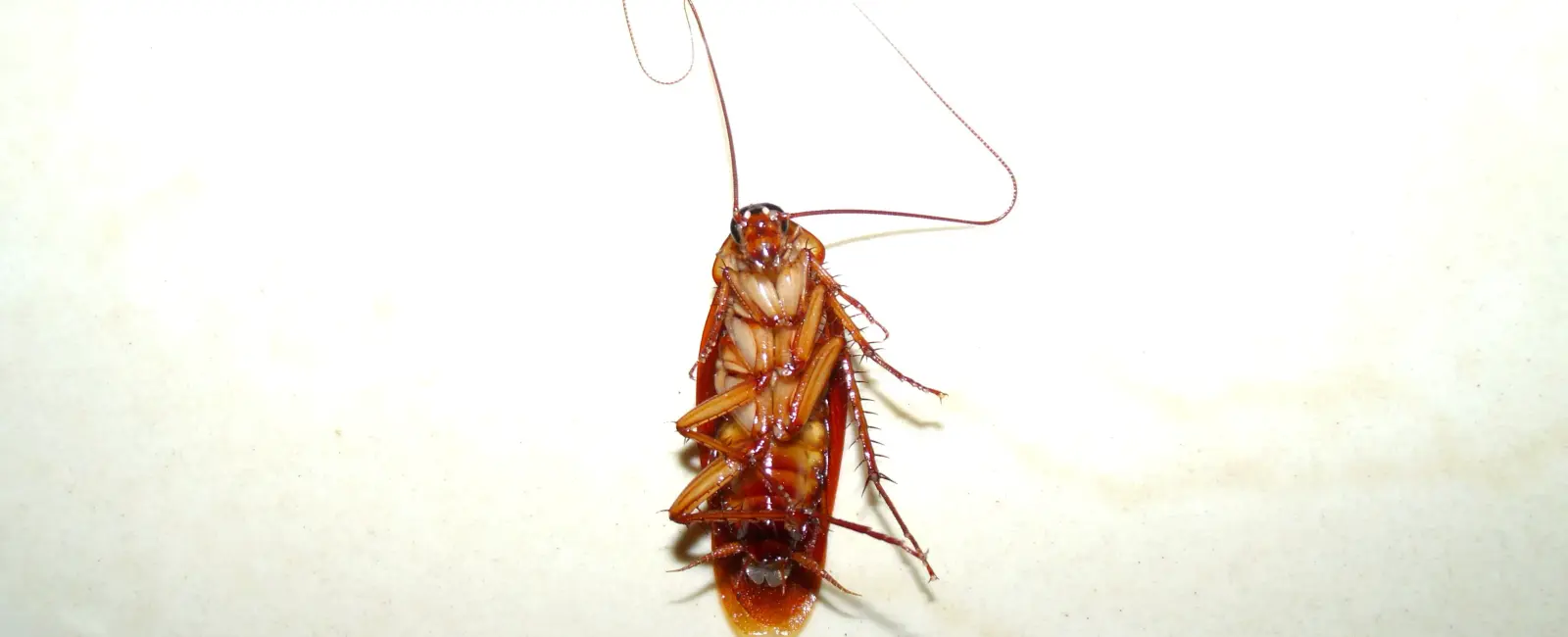 Headless cockroaches are capable of living for weeks they die from starvation