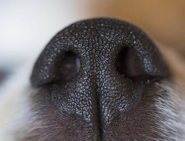 Dogs sniff good smells with their left nostril