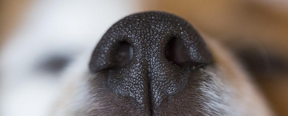 Dogs sniff good smells with their left nostril