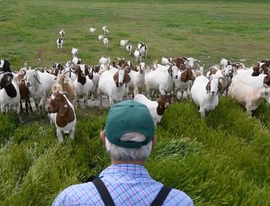 Google hq rents goats from california grazing to mow their lawns and fields the employees think that it s a lot cuter to watch goats do the mowing than lawn mowers