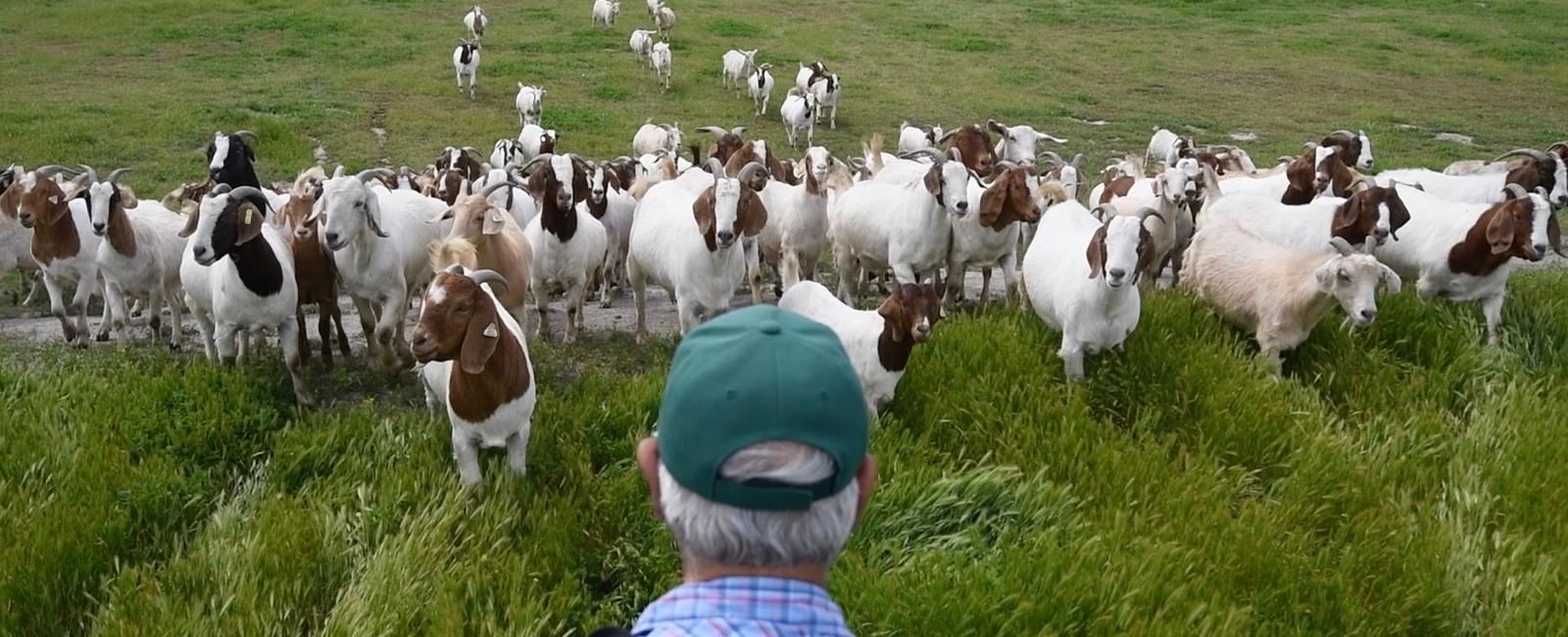 Google hq rents goats from california grazing to mow their lawns and fields the employees think that it s a lot cuter to watch goats do the mowing than lawn mowers