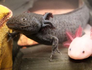 The aquatic salamander the axolotl can regenerate injured tissues amputated limbs and even damaged organs like its brain heart and lungs it can heal itself in a matter of a few weeks leaving no scars or other traces