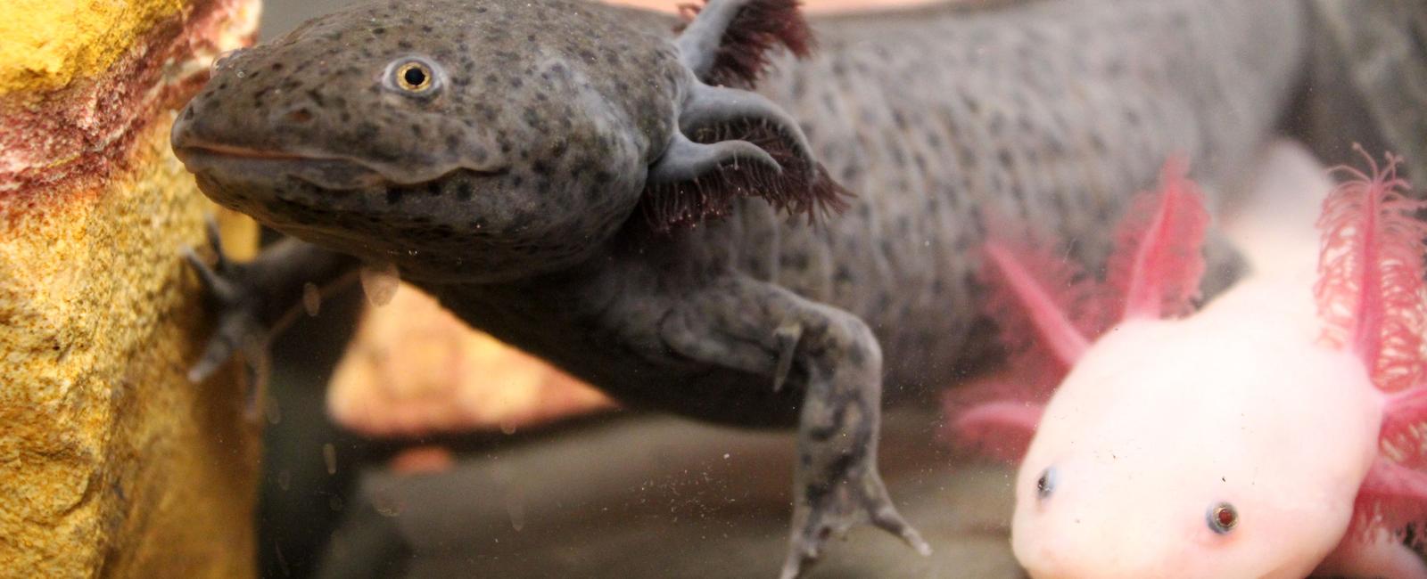 The aquatic salamander the axolotl can regenerate injured tissues amputated limbs and even damaged organs like its brain heart and lungs it can heal itself in a matter of a few weeks leaving no scars or other traces