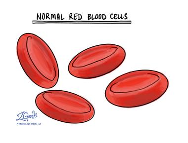 Half of your body s red blood cells are replaced every seven days