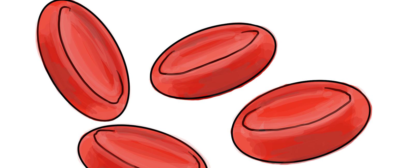 Half of your body s red blood cells are replaced every seven days