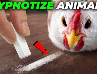 You can hypnotize a majority of animals some like cats cows dogs and horses are easier to hypnotize the most natural animal to put under hypnosis however is the chicken