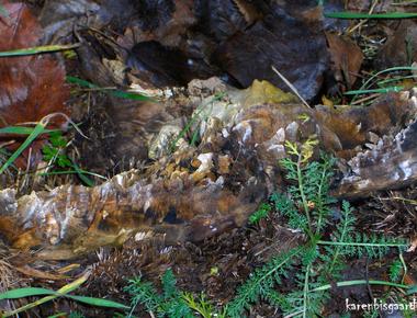 duff is the decaying organic matter found on a forest floor