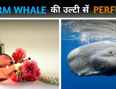 Many expensive perfumes contain whale poop