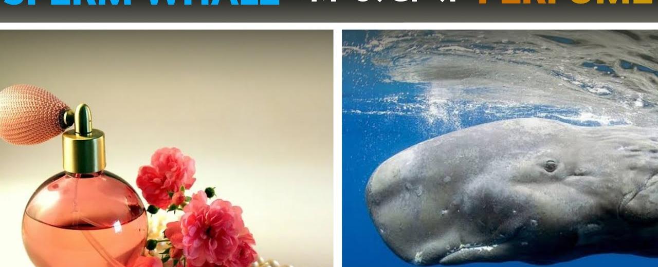 Many expensive perfumes contain whale poop