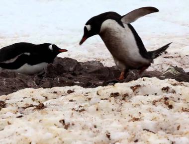 Adelie and gentoo male penguins propose to females with rocks but not the diamond variety they give the smoothest pebbles they can find for the female to use in building their nest it s to prepare for the eggs