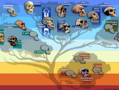 There was a time when 4 distinct human species lived at the same time about 3 million years ago