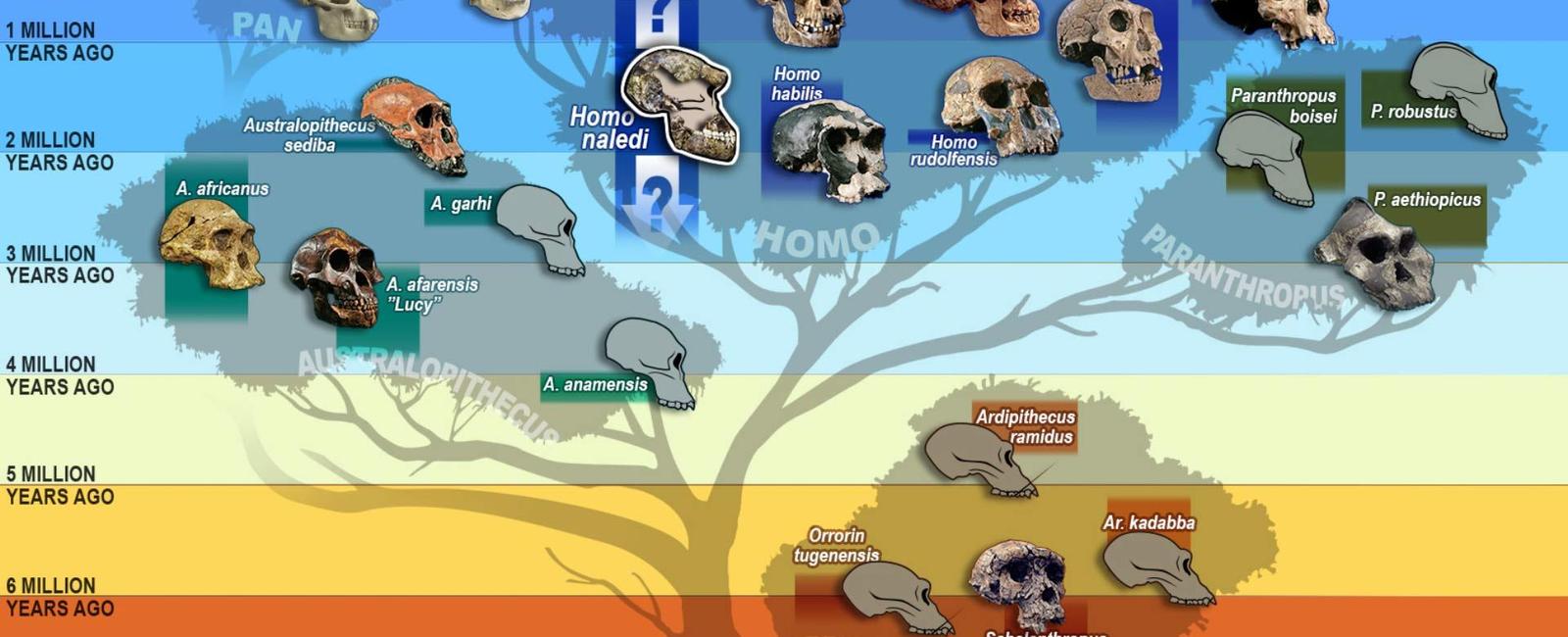 There was a time when 4 distinct human species lived at the same time about 3 million years ago