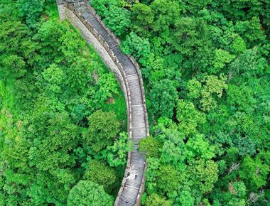 Nasa data shows the world has got greener 5 more leafier since early 2000s mostly due to tree planting in china and intensive farming in india