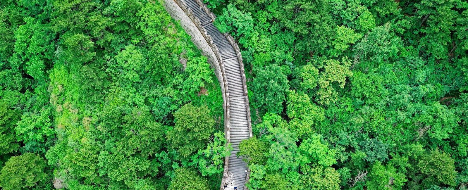 Nasa data shows the world has got greener 5 more leafier since early 2000s mostly due to tree planting in china and intensive farming in india