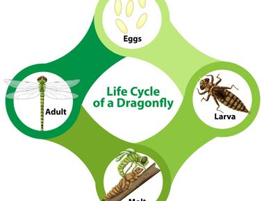 A dragonfly has a lifespan of 6 months