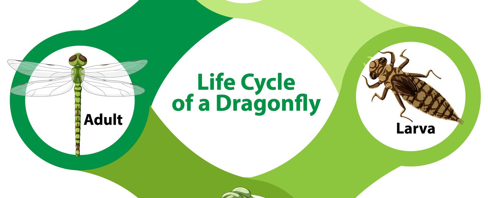 A dragonfly has a lifespan of 6 months