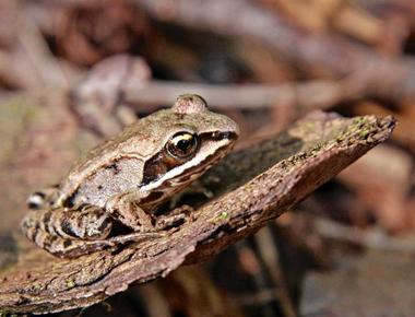 There is a species of frog the wood frog that can hold its pee for up to eight months