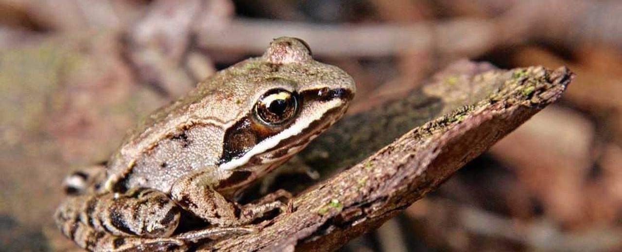 There is a species of frog the wood frog that can hold its pee for up to eight months