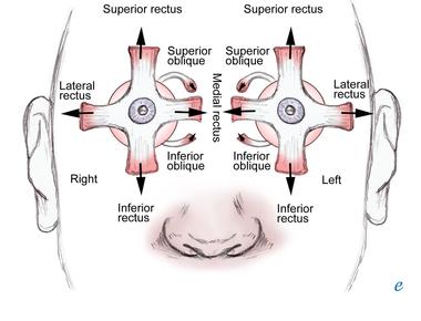 External eye muscles are constantly moving to readjust the positions of the eye