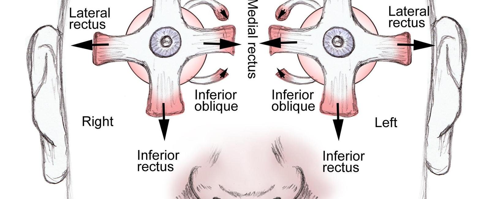 External eye muscles are constantly moving to readjust the positions of the eye